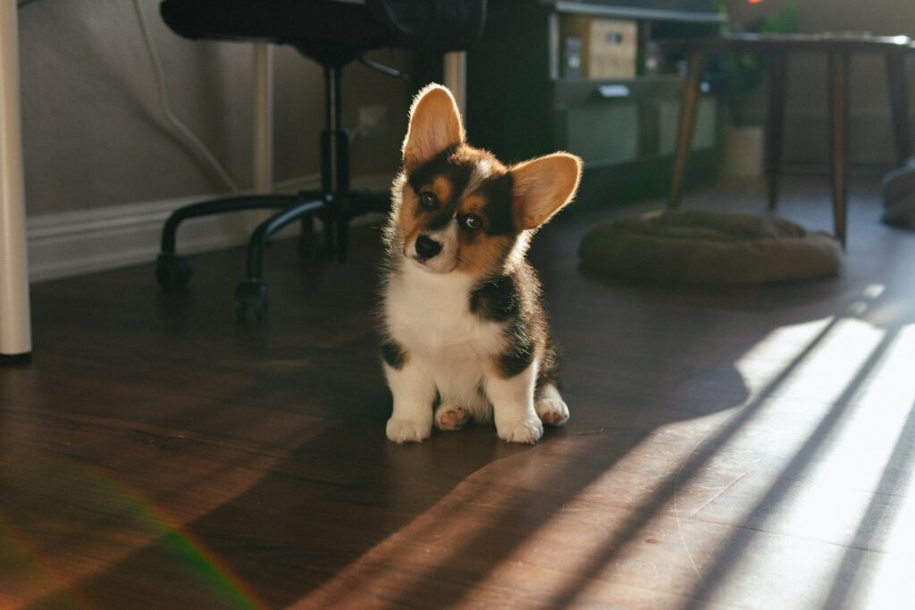 Où acheter des croquettes pour chien pas chères ?